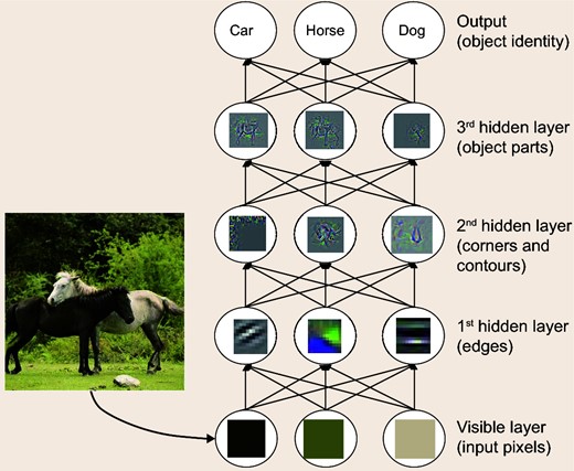 Illustration of the layer-by-layer processing in deep neural networks: Features of higher levels of abstract emerge as the layers build up.