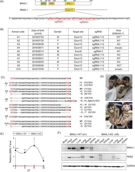 Generation of BMAL1 knockout cynomolgus monkeys. (A) Designated PAS.3 domain and the respective sequences in BMAL1 exon 13 that were targeted in cynomolgus monkeys. Red, sgRNA1 and 3 sequences. (B) Summary of all BMAL1-edited monkeys in this study. (C) Sequence alterations in the five CRISPR/Cas9-edited mutant monkeys, examined via PCR amplification of BMAL1 exon 13, followed by sequence analysis. (D) Images of male A5 (BMAL1-WT), male A6 (BMAL-KO), female A7 (BMAL1-WT), and female A3 (BMAL1-KO) cynomolgus monkeys at 4 months of age. (E) Expression of WT BMAL1 transcript over zeitgeber time (ZT) 2, 8, 14 and 20 for BMAL1-WT versus BMAL1-KO monkeys, shown by average blood mRNA levels. (F) Immunoblots of BMAL1 and PER2 levels in major tissues collected from stillbirths A1 and A9. GAPDH was used as the reference. *P < 0.05, **P < 0.01 and ***P < 0.001; Student's t-test.