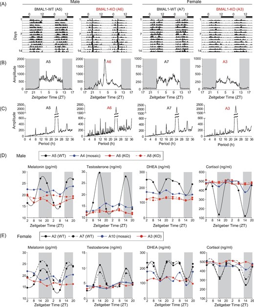 Dysregulated circadian locomotor activities and hormonal levels in BMAL1-deficient monkeys. (A) Continuous 14-d locomotor activity recorded in BMAL1-WT and BMAL1-KO monkeys. Example actograms of A5, A6, A7 and A3 are shown under L/D conditions. (B and C) Activity amplitude and chi-squared periodograms of the 14-d actograms. (D) Levels of melatonin, testosterone, DHEA and cortisol were assayed for monkey plasma samples obtained from temporal collections at 6-h intervals over 48 h. Results shown are from the male cohort. (E) Female hormonal assays in the same manner as in (D).