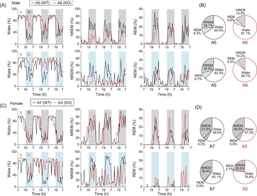 Altered sleep states and diurnal EEG oscillations in BMAL1-KO monkeys. (A) Telemetric EEG recoding in male BMAL1-WT (A5) and BMAL1-KO (A6) monkeys under 3-d L/D cycles (upper panels), or 3-d L/L cycles (lower panels). Stage scores for the proportions of awake, NREM and REM states are shown. (B) Pie charts presented the averaged proportions of the three stages over the 3-d recording period in male monkeys. (C) Telemetric EEG recoding in female BMAL1-WT (A7) and BMAL1-KO (A3) monkeys under 3-d L/D cycles (upper panels) and 3-d L/L cycles (lower panels). (D) Pie charts are presented as in (B) for female monkeys.