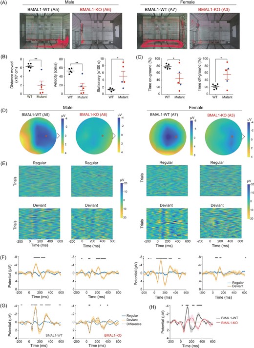Depression-related behavior and sensory processing impairment in BMAL1-KO monkeys. (A) Activity tracks (marked red) obtained by 20-min videotape recordings for all BMAL1-edited and WT monkeys. (B) Summary of locomotor activities, including total distance, moving velocity, stationary time, and (C) time spent on-ground versus time spent off-ground were analyzed. Black, blue and red indicate BMAL1-WT, BMAL1 mosaic and BMAL1-KO monkeys, respectively. Data also include two WT age-matched male monkeys, in addition to the eight monkeys listed in Fig. 1B. *P < 0.05 and **P < 0.01; Student's t-test. (D) Topographic voltage maps of BMAL1 WT and KO monkeys. Asterisk indicates Fz electrode position. (E) Heat maps of voltage amplitudes induced by regular or deviant sound trials. ERPs at Fz electrode were analyzed. (F) Average ERP summarized from (E). (G) MMN of BMAL1 WT and KO monkeys, as indicated by the differences between regular and deviant in dashed lines. (H) MMN of BMAL1-WT versus BMAL-KO monkeys summarized from (G). Significant differences are indicated with star labels on top (P < 0.05, Student's t-test), and SEMs are shown as shaded areas.