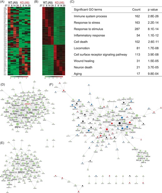 Blood transcriptome analysis of BMAL1-KO monkeys. (A) Representative examples of the expression levels of circadian controlled genes over time points ZT2, ZT8, ZT14 and ZT20. Results from male BMAL1-WT (A5) and BMAL1-KO (A6) monkeys are shown. (B) Heat maps of genes that were up- and down-regulated in their expression over time points ZT2, ZT8, ZT14 and ZT20 for monkeys A5 and A6. Results of greater than twofold changes are shown. (C) GO terms for up-regulated genes shown in the transcriptome analysis in (B). (D and E) STRING assembly for functional network in A5 (D, upper panel) and A6 (E, lower panel) at time point ZT2. The result shows that the network assembly became distinctly different between WT and BMAL1-KO monkeys (BMAL1 is labeled as ‘ARNTL' in the network). (F) Over-representing STRING network assembly of up-regulated targets in BMAL1-KO A6. Targets related to sleep deprivation (GSE39445) and major depressive disorder (GSE76826) are shown in black and blue, respectively, and those related to both are shown in red.