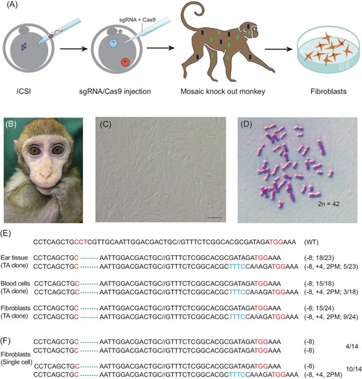 Preparation of fibroblasts from a BMAL1-edited monkey. (A) A schematic diagram depicting the procedure of culturing fibroblasts. (B) BMAL1-edited founder monkey A6 (see accompanying paper). (C) Primary fibroblast culture derived from the skin of the A6 founder monkey; scale bar, 200 μm. (D) Normal karyotype of A6 fibroblasts. (E) TA clone analysis of the PCR products using DNA (ear tissue, blood cell and fibroblasts) from the A6 monkey. (F) Single-cell genotype analysis of A6 fibroblasts.