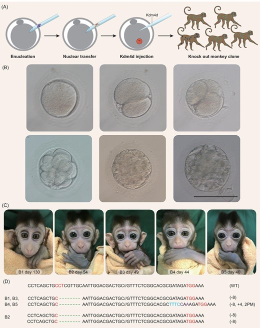 Generation of monkey offspring by SCNT using fibroblasts from a BMAL1 knockout monkey. (A) A schematic diagram depicting the procedure of generating BMAL1 knockout monkey clones. (B) Example images of monkey SCNT embryos at different stages; scale bar, 120 μm. (C) Images of B1–B5, five cloned cynomolgus monkeys generated by SCNT using fibroblasts from the BMAL1 knockout monkey A6. (D) BMAL1 mutation analysis on ear tissue from all five cloned monkeys, showing that four monkeys carry heterogeneous bi-allelic (−8/−8, +4, 2PM) and one carries homogeneous bi-allelic (−8/−8) mutation of the BMAL1 gene.