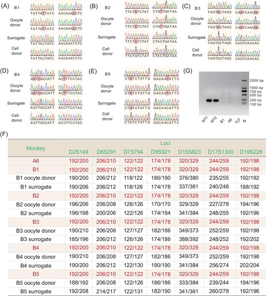 Analysis of the genetic origin and BMAL1 expression of cloned monkeys. (A–E) Examples of SNPs for B1–B5, respectively, showing mtDNA SNPs that were identical to those of the oocyte donor monkey, but different from those of surrogate monkey and donor fibroblasts. (F) Examples of STRs from ear tissue samples taken from five cloned monkeys (B1–B5), showing that their nuclear DNA was identical to that of the donor fibroblast, but different from those of their oocyte donor and surrogate monkeys. A more extensive list of the STRs is given in Table S2. (G) Reverse transcription PCR analysis of BMAL1 expression on the blood sample from cloned monkey B1 showed a complete absence of the wild-type BMAL1 transcript.