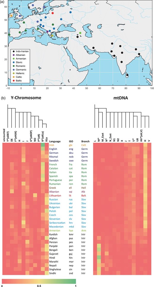 (a) Geographical locations of 34 modern Indo-European populations, coloured by language group. (b) The heat maps of Y-chromosomal and mtDNA haplogroup frequencies of 34 Indo-European populations, aligned with the population speaking each language.