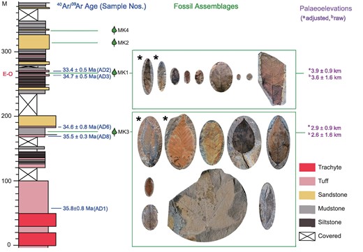 Markam measured section in the Lawula Formation. 40Ar/39Ar sample locations and dates constrain the ages of the MK1 and MK3 leaf assemblages, for which indicative selected leaf fossils are shown to scale, together with predicted palaeoelevations. A distinct reduction in leaf size is evident between MK3 and MK1, which is situated at the onset of the Eocene–Oligocene transition (E–O). Adjusted elevations are where moist enthalpy at sea level obtained from Indian fossil floras have been transposed to the palaeoposition of the Markam Basin. The most abundant taxa in terms of specimens recovered are marked with an asterisk (*).