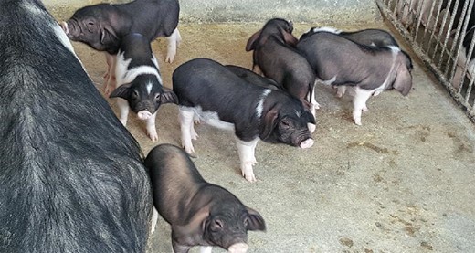 A pig farm in China as seen from outside. Facing challenges ranging from diseases like African swine fever to improving meat quality, China's animal husbandry is in urgent need of adopting modern S&T to support its sustainable development (Courtesy of Yulong Yin).