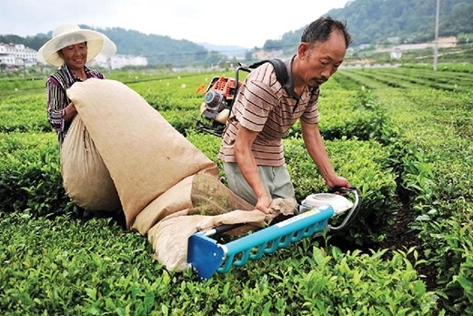 A tea farmer in the Chinese province of Hubei picking tea with a tea-picking machine. Small-scale machinery has been widely used in the Chinese countryside to solve labor shortages while improving the efficiency of sustainable agriculture (Source: China News Service Photo).