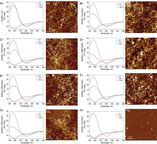 (A1–H1) CD spectra of 20 μmol·L−1 Aβ40: black curves (0 h) denoting 0 h prior to incubation; blue curves (72 h) denoting pre-incubation for 72 h; red curves (120 h) denoting the co-incubation for 48 h of preformed Aβ40 fibrils in the (A1) absence or presence of 50 mg·L−1 (B1) Cys-AuNCs, (C1) CSH-AuNCs, (D1) p-MBA-AuNCs, (E1) MPA-AuNCs, (F1) GSH-AuNCs, (G1) NIBC-AuNCs and (H1) CR-AuNCs. (A2–H2) AFM images of the samples at the end of CD experiments (120 h): (A2) blank control, (B2) Cys-AuNCs, (C2) CSH-AuNCs, (D2) p-MBA-AuNCs, (E2) MPA-AuNCs, (F2) GSH-AuNCs, (G2) NIBC-AuNCs and (H2) CR-AuNCs.