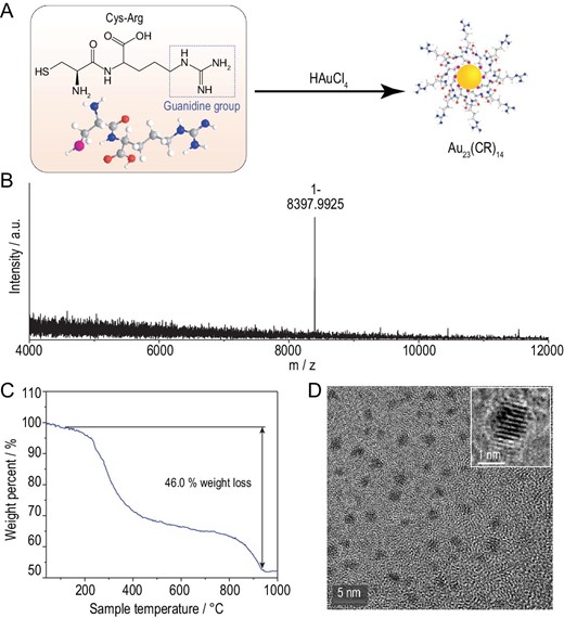 (A) Scheme of synthesis of CR-AuNCs and characterization of CR-AuNCs by (B) ESI-MS analysis, (C) thermogravimetric analysis and (D) TEM image.
