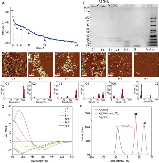 (A) The kinetics of Aβ40 fibrils co-incubated with 50 mg·L−1 Au23(CR)14 for 48 h. (B) AFM images of Aβ40 fibrils co-incubated with 50 mg·L−1 Au23(CR)14 for (B1) 0 h, (B2) 3 h, (B3) 6 h, (B4) 12 h, (B5) 24 h and (B6) 48 h. (C) DLS results of Aβ40 fibrils co-incubated with 50 mg·L−1 Au23(CR)14 for (C1) 0 h, (C2) 3 h, (C3) 6 h, (C4) 12 h, (C5) 24 h and (C6) 48 h. (D) In situ real-time CD spectra of 20 μmol·L−1 Aβ40 fibrils co-incubated with 50 mg·L−1 Au23(CR)14. (E) Native PAGE gel electrophoresis analysis of Au23(CR)14-treated preformed Aβ40 fibrils for designated times. (F) Zeta potential of preformed Aβ40 fibrils immediately after the injection of Au23(CR)14.