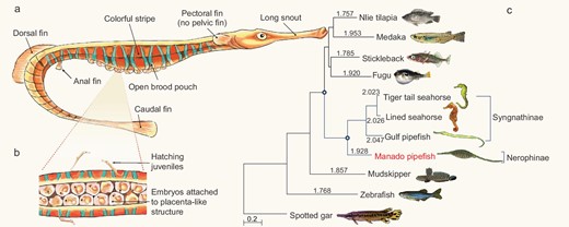 Morphological features and evolutionary rate of the Manado pipefish (M. manadensis). (a) Schematic diagram of a male pipefish showing the morphological features. (b) Ventral view of the open brood pouch. The Manado pipefish has a semi-enclosed brood pouch like the Gulf pipefish. (c) A neutral tree of 11 ray-finned fishes based on 4-fold degenerate (4D) sites showing the higher evolutionary rate of syngnathids. Values on the branches represent pairwise distance for each species to the outgroup (spotted gar). The scale bar denotes the number of substitutions per 4D site.
