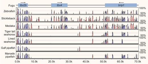 Loss of tbx4 gene in syngnathids. VISTA plot of the MLAGAN alignment of the tbx2b-tbx4-brip1 locus from four syngnathids (tiger tail seahorse, H. comes; lined seahorse, H. erectus; Gulf pipefish, S. scovelli; and Manado pipefish, M. manadensis) and other representative teleosts. The fugu sequence was used as the base (x-axis) and conserved sequences were predicted using a criterion of ≥70% identity across >100 bp windows. The y-axis represents percent sequence identity. Blue peaks represent conserved exons whereas pink peaks represent conserved noncoding elements. The tbx4 gene loci in tiger tail seahorse, lined seahorse, Gulf pipefish and Manado pipefish are present on scaffold_291, scaffold_325, scaffold_493 and scaffold_159, respectively. Gulf pipefish brip1 is located on two separate scaffolds (scaffold_584 and scaffold_610) and was therefore not included in the alignment.
