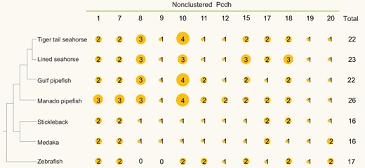 Nonclustered Pcdhs in the Manado pipefish (M. manadensis) and other teleosts. Distribution of nonclustered Pcdh genes in Manado pipefish and other teleosts. Sizes of the orange circles correspond to the number of nonclustered Pcdh genes present.