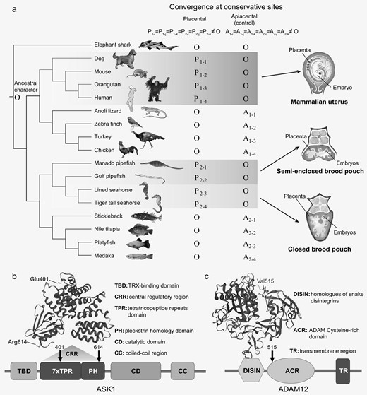 Convergent evolution of genes in syngnathids and placental mammals. (a) Left panel: the phylogeny consists of placental-aplacental pairs as ingroup species, along with an outgroup species. O indicates the character state of outgroup. Pi and Ai indicate the observed character state in placental (red) and aplacental (blue) species, respectively. Right panel: schematic diagram of the mammalian placenta and syngnathid placenta-like structure. (b) Convergent amino acid substitutions in the ASK1 protein in placental mammals and syngnathids. (c) Convergent amino acid substitutions in the ADAM12 protein in placental mammals and syngnathids.