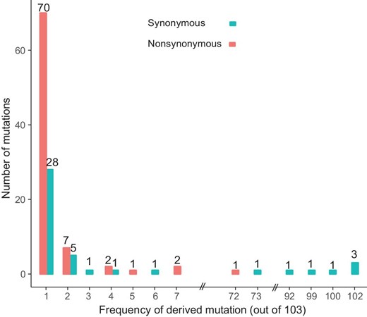 The frequency spectra of derived mutations in 103 SARS-CoV-2 viruses. Note the derived alleles of synonymous mutations are skewed towards higher frequencies than those of nonsynonymous mutations.