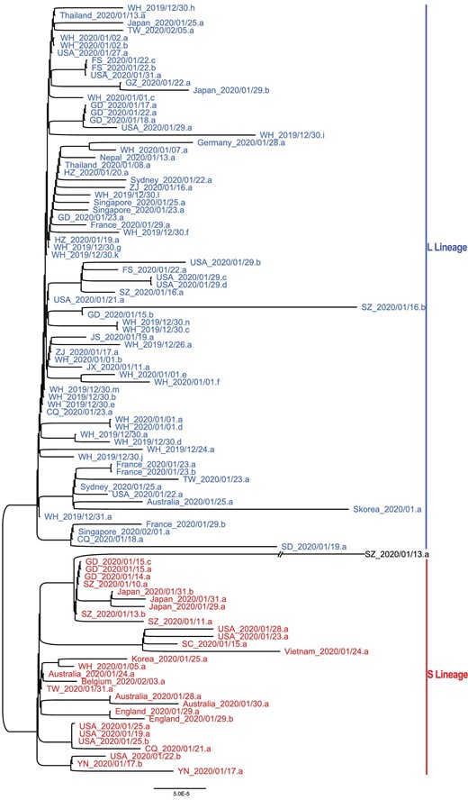 The unrooted phylogenetic tree of the 103 SARS-CoV-2 genomes. The ID of each sample is the same as in Fig. 4A. Note WH_2019/12/31.a represents the reference genome (NC_045512). Note SZ_2020/01/13.a had C at both positions 8,782 and 28,144 in the genome, belonging to neither L nor S lineage.