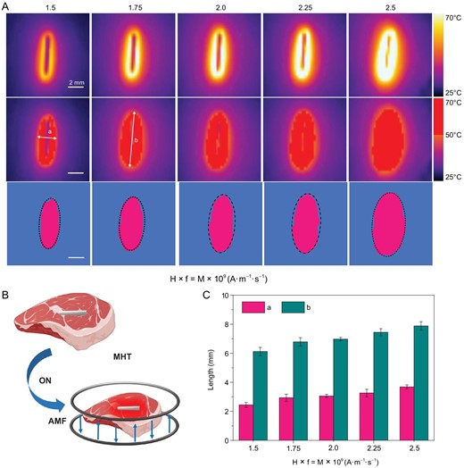 Effective killing ranges based on heating of pork tissues with MgA rods under AMFs. (A) Thermal imaging of MgA rod (D = 0.7 mm, L = 4.0 mm) under AMF with different field intensities (Happl × fappl = M × 109 A · m−1 · s−1; M = 1.5, 1.75, 2.0, 2.25 and 2.5). (B) Schematic illustration of the effective killing range simulation. (C) The effective killing range of MgA rods under AMF with different field intensities based on the heat diffusion ranges in pork tissues with the temperature above 50°C. a: length; b: width.
