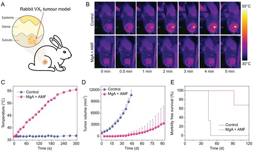 In vivo MHT treatment of VX2 rabbit tumors with MgA rods. (A) Schematic illustration of rabbit VX2 tumor model. Infrared thermal images (B) and temperature change curves (C) of tumors in rabbits with or without implantation of MgA rods under AMF. (D) The growth curves of tumors after various treatments. (E) Survival rates of tumor-bearing rabbits post various treatments. The tumor in one out of three rabbits was not completely eliminated by MgA-based MHT and later showed re-growth.