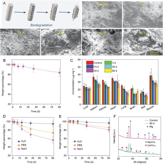 Biodegradation behaviors of MgA rods. (A) Scanning electron microscope (SEM) images to show the surfaces on MgA rods after in vivo implantation into mice for different periods of time. (B) The time-dependent mass loss of MgA rods after in vivo implantation into mice. (C) The Mg levels in major organs of mice after being implanted with MgA rods for different numbers of days. The Mg contents were measured by ICP-OES. No notable increase of Mg2+ levels was found in organs of implanted mice compared to the blank control. (D, E) The mass loss of MgA rods of two different dimensions (D: 0.7 mm × 4 mm; E: 1.0 mm × 4 mm) after being immersed in different solutions for different periods of time. (F) The XRD patterns of MgA after being immersed in PBS for 90 days.