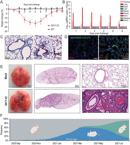 Laboratory mice are susceptible to infection with the SARS-CoV-2 501Y.V2 variant. (A) Body weight changes in nine-month-old female BALB/c mice infected intranasally with 501Y.V2 or IME-BJ05 at a dose of 1.2 × 104 pfu per mouse. n = 5. (B) Tissue distribution of SARS-CoV-2 sgRNA. Each tissue and serum sample was subjected to viral sgRNA copy analysis by real-time qPCR. The dotted lines denote the detection limit (n = 3). (C) ISH assay for viral RNA in lung tissues from mice infected with 501Y.V2 or treated with PBS (mock) on day 3 post infection. Positive signals are shown in brown. (D) Immunostaining of lung tissues with a SARS-CoV-2 N protein-specific mAb. (E) Gross necropsy and hematoxylin and eosin (H&E) staining of lung tissue sections from mice infected with 501Y.V2 or treated with PBS (mock) on day 3 post infection. (F) Time-resolved frequency distribution of SARS-CoV-2 variants with or without the N501Y mutation (based on the Nextstrain project). The variants with the N501Y mutation are indicated in blue, and mice that can be infected with these variants are shown in an inverted position.