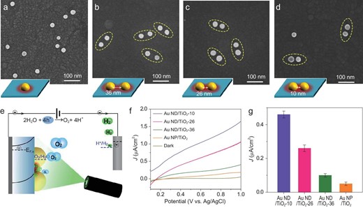 Architecture and photoelectrochemical performance of plasmonic photoanodes. (a–d) SEM images of Au NP/TiO2 and Au NDs/TiO2 photoanodes. The insets show the schematics of the plasmonic samples. (e) Schematic of the photoelectrochemical measurement of an Au NDs/TiO2 electrode. (f) Current versus potential characteristics of plasmonic photoanodes recorded in a 1 M aqueous Na2SO4 solution under visible-light irradiation (>420 nm). (g) Photocurrent density of Au NP/TiO2 and Au NDs/TiO2 photoelectrodes at a fixed applied potential of 0.5 V versus Ag/AgCl.