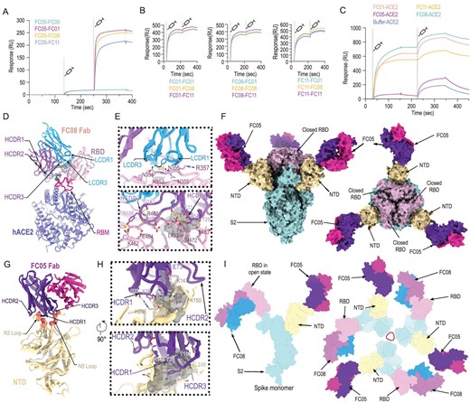 Epitope mapping of SARS-CoV-2 NAbs. (A) SPR kinetics of simultaneous binding of FC05 and three RBD-directed NAbs to SARS-CoV-2 S trimer. (B) SPR-based competitive binding of three RBD-directed NAbs to SARS-CoV-2 S trimer. SARS-CoV-2 S trimer was initially immobilized onto the sensor. One NAb was first injected, followed by the other two, which indicated that these three RBD-directed NAbs competed with each other for binding to the SARS-CoV-2 S trimer. (C) Binding of any one RBD-directed NAb blocks the interactions between ACE2 and SARS-CoV-2 S trimer as assessed by competitive SPR. (D) Structure of SARS-CoV-2 S RBD-FC08-hACE2 complex. The light chain of FC08 Fab is shown in cyan, and the heavy chain in magenta. The RBD and hACE2 are colored in pink and blue, respectively. Residues that constitute the FC08 epitope and the RBM are shown as spheres and colored in green and blue, respectively. The RBM is shown in red. (E) Details of the interactions between the FC08 and SARS-CoV-2 RBD. Some residues involved in the formation of hydrophobic patches (gray mesh) and hydrogen bonds (yellow dash) are shown as sticks and labeled. (F) Cryo-EM structure of SARS-CoV-2 S trimer-FC05 complex. Each S monomer is depicted by various colors and the FC05 Fabs are shown in hot pink (light chains) and purple-blue (heavy chains). (G) Interactions between the NTD and FC05. The loops involved in interactions with FC05 are labeled. (H) Details of the interactions between the FC05 and SARS-CoV-2 NTD. (I) The proposed model of SARS-CoV-2 S trimer in complex with FC05 and FC08. Color scheme is the same as in (D) and (F).