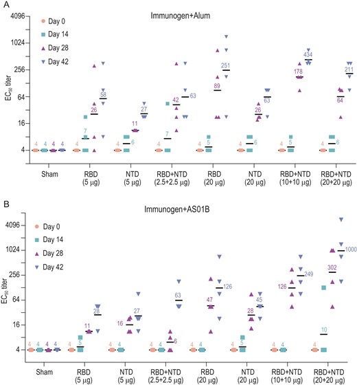 Immunogenic evaluation of candidate antigen formulations mixed with alum or AS01B adjuvant in rabbits. (A and B) Rabbits were immunized intramuscularly with various doses of individual (RBD or NTD) or combined (RBD + NTD) immunogens mixed with alum or AS01B adjuvant or adjuvant only (sham) (n = 4). Neutralizing antibody titer against live SARS-CoV-2 was measured. Data points represent mean ± SEM of individual rabbits from four independent experiments; error bars reflect SEM; horizontal lines indicate the geometric mean titer (GMT) of EC50 for each group.