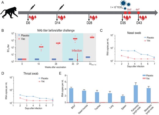Immunogenicity and protective efficacy of ReCovR+N in rhesus macaques. (A) Schematic diagram of ReCovR+N immunization and sample collection. (B) SARS-CoV-2-specific NAb titer was measured. Data points represent mean ± SD of individual macaques from four independent experiments. Error bars indicate SEM. Horizontal lines indicate the geometric mean titer of EC50 for each group. Viral loads of (C) nasal and (D) throat swab specimens collected from the inoculated macaques at 2, 3, 5, 6 and 7 dpi were monitored. (Ε) Viral loads in various tissues from all the challenged macaques at 7 dpi were measured. RNA was extracted and viral load was determined by qRT-PCR. All data are presented as means ± SD from four independent experiments. Dotted lines indicate the limit of detection.
