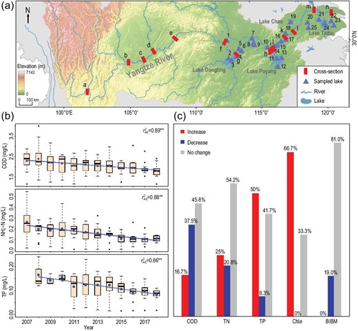 (a) Location of 14 cross sections from the Yangtze River main stem and 25 lakes from the mid to lower reaches of the Yangtze River. For names and locations of cross sections refer to Table S2. Lakes are numbered as follows: 1, Lake Changhu; 2, Lake Datong; 3, Lake Dongting; 4, Lake Yueyangnanhu; 5, Lake Honghu; 6, Lake Huanggai; 7, Lake Donghu; 8, Lake Liangzi; 9, Lake Cihu; 10, Lake Wushan; 11, Lake Poyang; 12, Lake Junshan; 13, Lake Zhuhu; 14, Lake Longgan; 15, Lake Huangda; 16, Lake Wuchang; 17, Lake Shengjin; 18, Lake Caizi; 19, Lake Chaohu; 20, Lake Shijiu; 21, Lake Gehu; 22, Lake Yangcheng; 23, Lake Dianshan; 24, Lake Taihu; 25, Lake Nanyi. For lake geographical attributes refer to Table S3. (b) Changes in water quality indices (COD, NH4+-N and TP) at 14 sites in the main stem of the Yangtze River over the period 2007–2018. Annual median value is indicated by a bar, and the box denotes the quartile ranges. The mean and standard deviation are shown by the blue dot and dashed line, respectively. (c) Comparison of changes in COD, TN, TP and Chla concentrations for 24 lakes (except for Lake Taihu) and the biodiversity index for benthic macroinvertebrates (BIBM) for 21 lakes (see Table S4) between 2008 and 2018 in the middle and lower reaches of the Yangtze River, indicated as percentage of significant increase (t-test, p < 0.05), significant decrease (t-test, p < 0.05) or no change (t-test, p ≥ 0.05), and marked at the top of the columns.