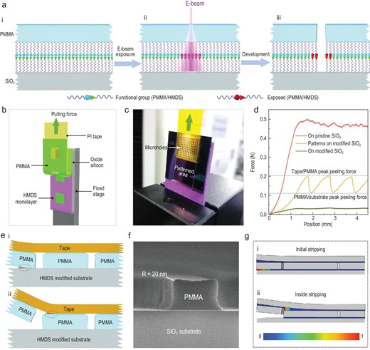 Analysis of the selective-peeling mechanics in resist nanokirigami. (a) Schematic illustration of adhesion transition enabled by high-energy electron irradiation. (b) 3D schematic model showing the peeling-test set-up and the peeling process. (c) Digital photograph showing a patterned PMMA sample on an HMDS-modified substrate during stripping. (d) Force–displacement curves on three different substrates: (red) pristine SiO2 without HMDS modification and patterns; (orange) HMDS-modified SiO2 substrate with EBL-defined PMMA patterns; and (green) HMDS-modified SiO2 substrate without patterns. (e) Schematic illustration of the stripping scenarios of the outside film (i) and inside structure (ii). (f) Cross-sectional SEM image showing the geometrical profile of the PMMA structure remaining on the substrate after peeling, demonstrating obvious fillets (R = 20 nm) at the two top corners. (g) Interfacial damage distribution of the sample at the moment of initial stripping of the outside film and (i) the inside structure (ii). Zero interfacial adhesion was set at the initial region of the sample to mimic the pre-cracks from the defects at the edge of the sample. Color bar represents the normalized level of interface damage, where 0 indicates no damage and 1 indicates complete separation.