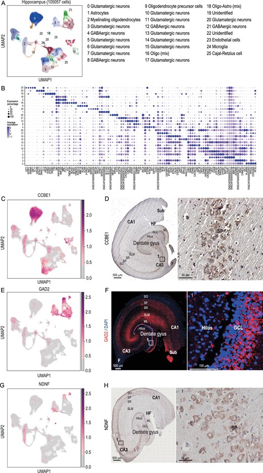 Single-nucleus transcriptomic landscape of the dog hippocampus. (A) Clustering and visualization of transcriptomes of 105 057 single cells by UMAP. In this article, ‘cluster’ means a group of cells and is related to the cluster analysis result. ‘Cell type’ is a group of clusters and we defined these clusters as the same cell types. (B) Dot plot showing the averaged DEG expression (z-cores) in different clusters (Supplementary Table S12). (C) Visualization of CCBE1 by UMAP. (D) CCBE1 expressed in the dog hippocampus revealed by immunohistochemical staining. (E) Visualization of GAD2 by UMAP. (F) GAD2 expression in the dog hippocampus revealed by immunofluorescent staining. Red: GAD2; blue: DAPI; white square indicates region boxed had higher-magnification view. (G) Visualization of NDNF by UMAP. (H) NDNF expression in the dog hippocampus revealed by immunohistochemical staining. Red points indicate cells that were found expressed DEGs. DG, dentate gyrus; GCL, granule cell layer, SGZ, subgranular zone; ML, molecular layer; CA, cornu ammonis; SO, stratum oriens; SP, stratum pyramidale; SR, stratum radiatum; SLM, stratum lacunosum-moleculare; Sub, subiculum; HF, hippocampus fissure; A, alveus.