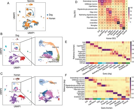 Cross-species comparison between dog and human hippocampal cells. (A)–(C) The UMAP visualization of dog and human hippocampal cells in the integrated space (by Harmony), colored by species (A), the major-type annotations of dog (B) and human (C). (D) The one-to-one homologous overlaps between the DEG sets of dogs and humans. (E) The predicted cell-type probabilities of each cell in the dog hippocampus, output by CAME, using the human data as the reference. (F) The predicted cell-type probabilities of each cell in the human hippocampus, output by CAME, using the dog data as the reference. Oligo-Astro (mix): a mix of oligodendrocytes and astrocytes; Oligo (mix): a mixing of oligodendrocytes; Oligo: oligodendrocytes.