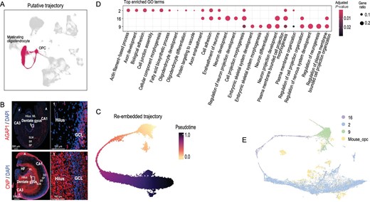 Putative trajectory analysis and cross-species transcriptome comparison between dog and mouse oligodendrocyte. (A) UMAP embedding of oligodendrocyte subclusters. Red indicates cells of Clusters 2, 16 and 9. (B) Staining of AGAP1 and CNP of dog brain at hippocampus. Red: AGAP1 (top) and CNP (bottom), blue: DAPI; white square indicates region boxed had higher-magnification view. (C) UMAP embedding of OPCs putative trajectory. Cells are colored by pseudotime, with dark colors representing mature cell stages and light colors representing immature cell stages. (D) GO enrichment analysis of OPCs differentiation clusters. The color scale represents adjusted P-value; dot size represents the gene ratio. (E) UMAP visualization of 20 989 single cells (15 920 from dog and 5069 from mouse) analysed by LIGER, color-coded by cell types.