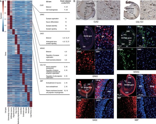 The mean expression of DEGs in different cell types. (A) The values of each gene (row) were its original values divided by its maximum (Supplementary Table S13). (B) Six genes in Fig. 4A expression in the dog hippocampus revealed by immunohistochemical and immunofluorescent staining. Six genes on the right of the picture were differentially expressed in different cell types and the GO enrichment analysis showed their relevant gene functions. It is worth noting that CUX2 and GRIK3 are DEGs in glutamatergic neurons, although compared to other cells they are highly expressed in non-neurons and GABAergic neurons, respectively. High-definition immunohistochemical and immunofluorescent staining is shown in Supplementary Fig. S4A.