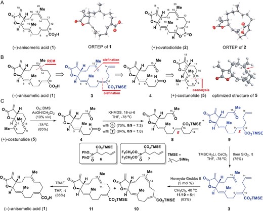 Semisynthesis of (−)-anisomelic acid (1). (A) Structures and ORTEP (Oak Ridge thermal-ellipsoid plot) diagrams of (−)-anisomelic acid (1) and (+)-ovatodiolide (2). (B) Retrosynthetic analysis of (−)-anisomelic acid (1). (C) Semisynthesis of (−)-anisomelic acid (1). DMS, dimethyl sulfide; TBAF, tetrabutylammonium fluoride; THF, tetrahydrofuran; TMSE, trimethylsilylethyl.