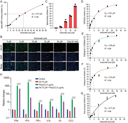 (−)-Anisomelic acid inhibition of multiple targets in viral infection cycle. (A)–(C) (−)-Anisomelic acid gave dose-dependent inhibition of binding of the viral spike protein with neuropilin-1 and NRP1-positive Huh7 cell line. Scale bar, 200 μM. (D)–(F) (−)-Anisomelic acid inhibited the activity of TMPRSS2 (D), cathepsin L (E) and cathepsin B (F) in a dose-dependent manner. (G) Dose–response curve for main protease inhibition by (−)-anisomelic acid. (H) Inhibition of mRNA expression of inflammatory cytokine of THP-1 cell line with poly(I : C) transfection by (−)-anisomelic acid.