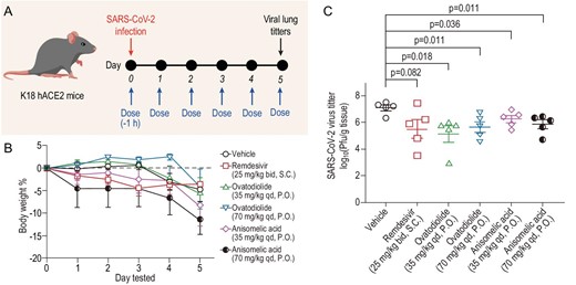Reduction by (−)-anisomelic acid and (+)-ovatodiolide of SARS-CoV-2 infection in transgenic mice expressing human ACE2 in vivo. (A) Overview of in vivo study design. Mice were dosed at Day 0 with vehicle, remdesivir (25 mg/kg, bid, S.C.), (+)-ovatodiolide (35 or 70 mg/kg, qd. P.O.) or (−)-anisomelic acid (35 or 70 mg/kg, qd, P.O.) and treatment continued until Day 5. Mice were intranasally infected with SARS-CoV-2 1 h after the first dose at Day 0. Mice were sacrificed for analysis 4 h after administration of last dose. (B) Daily bodyweights of mice (n = 5 per group). Data are mean ± SD. (C) Virus loads in lung tissue of SARS-CoV-2-infected hACE2 transgenic mice (n = 5 per group) were titrated by using a plaque assay. Data are mean ± SEM. Two-tailed unpaired Student's t-test comparison with vehicle group. S.C., subcutaneous administration; P.O., oral administration.