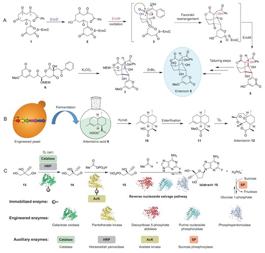 Applications of synthetic biology in total synthesis of complex molecules. (A) Enzymatic and chemical total synthesis of enterocin (8). (B) Fermentation and semi-synthesis of artemisinin (12). (C) Enzymatic synthesis of the deoxyadenosine analogue islatravir (16).