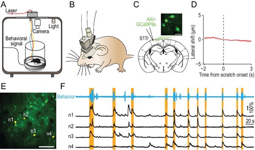 In vivo two-photon calcium imaging in S1Tr of free-moving mice. (A) Schematic of simultaneous calcium imaging and scratching behavior recording in free-moving mice. (B) Schematic of the mini-2P mounted on a mouse head. (C) Graph showing image of the layer 2/3 neurons labeled with GCaMP6s in S1Tr, acquired with the mini-2P from a free-moving mouse. Scale bar, 25 μm. (D) Lateral shift around the onset of scratching behavior in response to chloroquine during imaging. Shading represents SEM. (E) One example field of view (FOV) in an imaging session after intradermal injection of chloroquine. Scale bar, 100 μm. (F) Top: behavioral trace of one mouse during a 450-s period from an imaging session after intradermal injection of chloroquine. Bottom: calcium traces of four representative S1Tr pyramidal neurons in (E). Orange shading indicates periods of scratching.