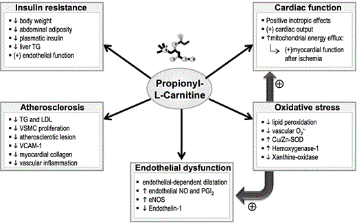Pharmacological effects attributed to propionyl-L-carnitine (PLC).   Abbreviations: eNOS, endothelial nitric oxide synthase; LDL, low-density lipoprotein; NO, nitric oxide; PGI2, prostacyclin; SOD, superoxide dismutase; TG, triglycerides; VCAM-1, vascular cell adhesion molecule-1; VSMC, vascular smooth muscle cells.