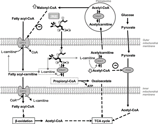 Effects of propionyl-L-carnitine (PLC) on energy metabolism.   Abbreviations: CACT, carnitine-acylcarnitine translocase; CoA, coenzyme A; CPT, carnitine palmitoyl transferase; CRAT, acylcarnitine transferase; PDH, pyruvate dehydrogenase; PLC, phospholipase C; TCA, tricarboxylic acid.