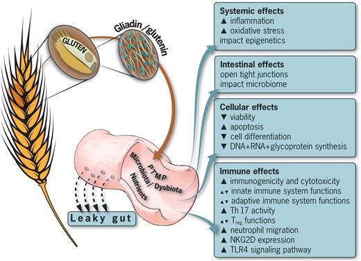 Adverse effects of gluten on the human cellular, immune, intestinal, and systemic compartments. Abbreviations and symbols: NKG2D, natural killer group 2D costimulatory molecule; PTMP, post-translational modification of proteins; TH-17, T-helper 17 lymphocytes; TLR4, Toll-like receptor 4 signaling pathway; Treg, regulatory T cells; ▲, increased; ▼, decreased.