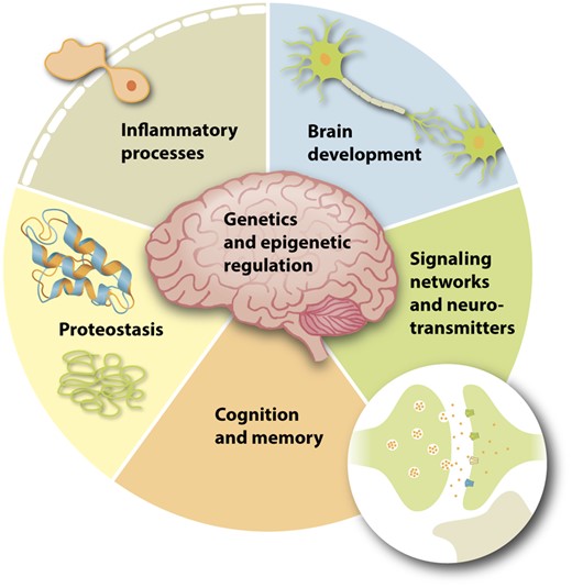 Different aspects of brain structure and function that may be influenced by diet.