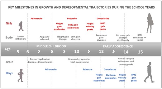 The figure depicts key events in somatic and brain growth and development trajectories occurring in middle childhood and early adolescence. The timing is meant to show sequence, and the ages are best approximations. Divergence relates to differences between sexes. See text for related references. BMC: bone mineral content.