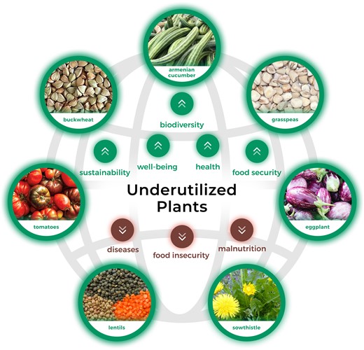 The potential of underutilized plants to transform the global food system. Buckwheat, sowthistle, Armenian cucumber, tomato, grass pea, eggplant, and lentils are offered as examples.