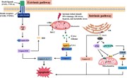 A summary of the major components of the intrinsic and extrinsic pathways o...