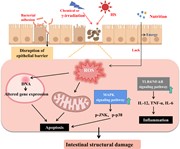 The causes of intestinal cell apoptosis . Various internal and external fac...
