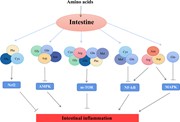 The pathways by which amino acids regulate intestinal inflammation . Ab...